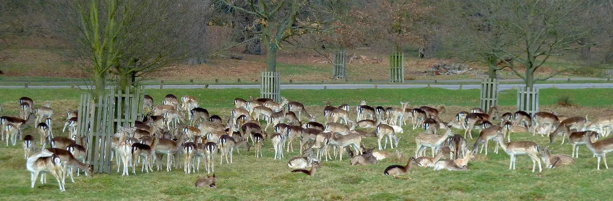 Een groep edelherten loopt rustig door het hoge gras van Richmond Park in Londen met een bewolkte lucht