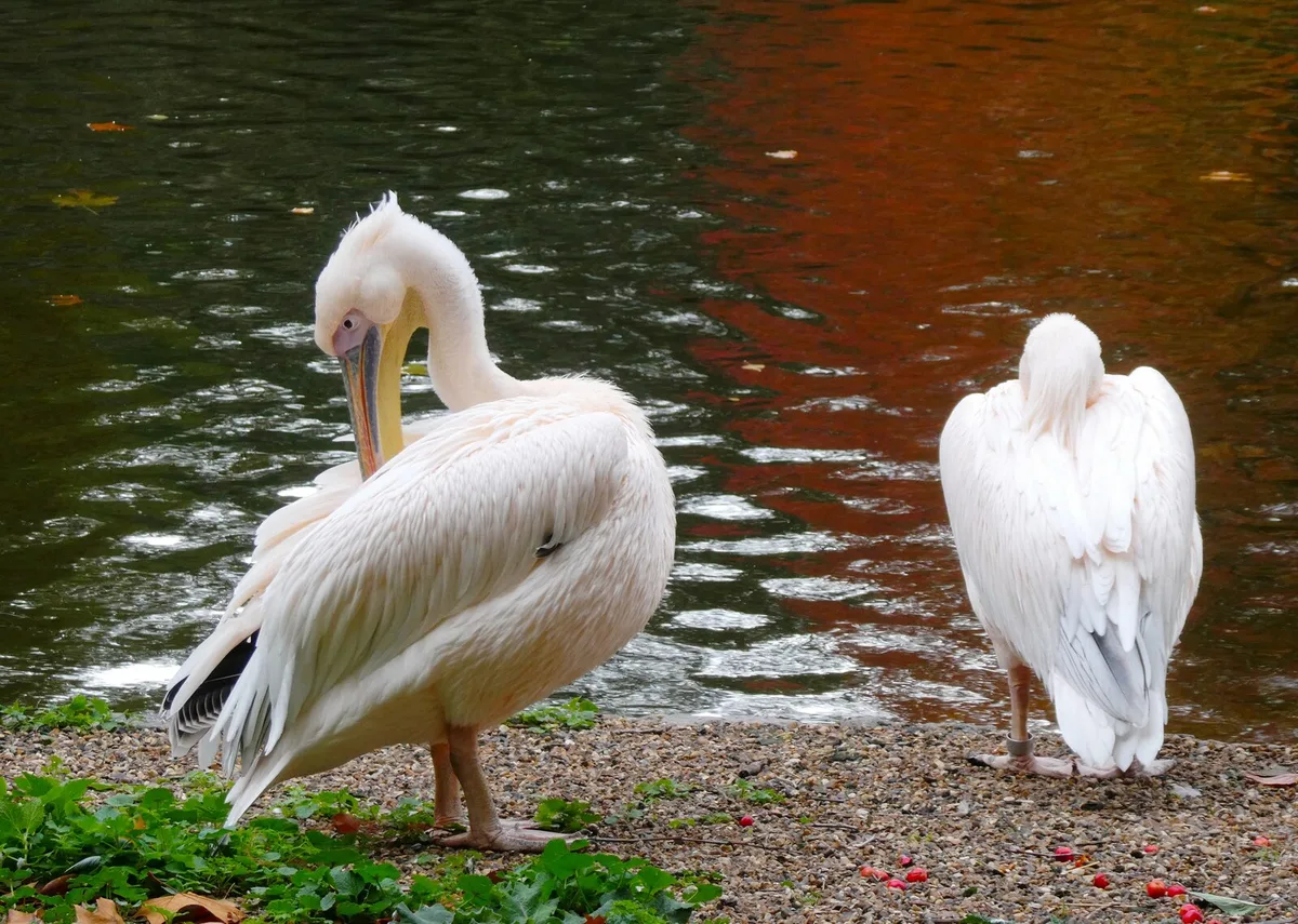 Het blauwe St James's Lake in St James's Park met het uitzicht op Buckingham Palace en een witte brug